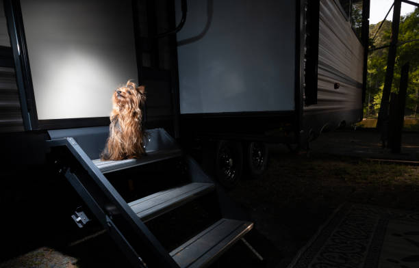 istock Obedient dog waiting on RV steps 1560259025