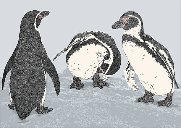 ilustraciones, imágenes clip art, dibujos animados e iconos de stock de pingüinos de humboldt - penguin humboldt penguin bird sea bird