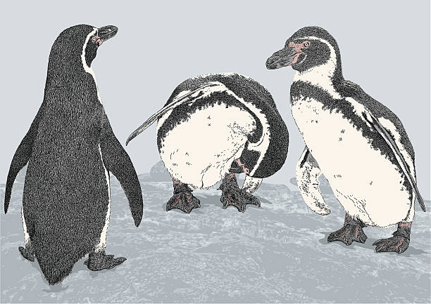 illustrazioni stock, clip art, cartoni animati e icone di tendenza di pinguini di humboldt - penguin humboldt penguin bird sea bird