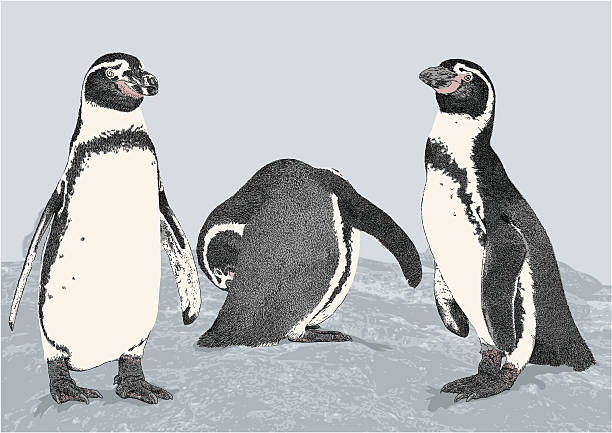 ilustraciones, imágenes clip art, dibujos animados e iconos de stock de más pingüinos de humboldt - penguin humboldt penguin bird sea bird