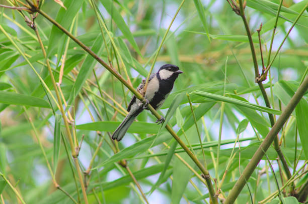 istock a jungle myna tit is sitting on bamboo branch 1560268765