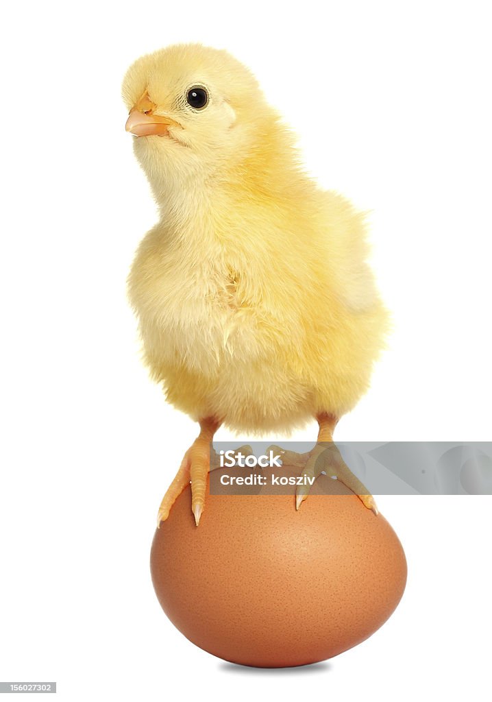 Mignon bébé poulet - Photo de Aile d'animal libre de droits