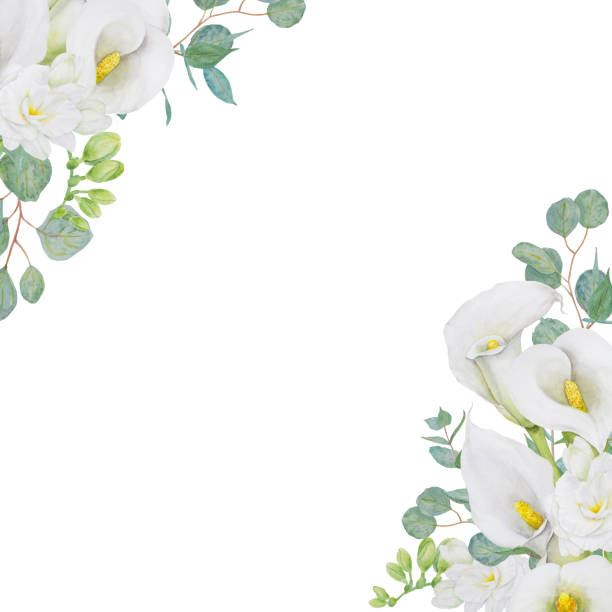 Watercolor clipart of white calla lily, freesia flowers and eucalipt. Hand drawn floral illustration for wedding invitations, floristic, beauty salon. Isolated tropical water arum for greeting Watercolor clipart of white calla lily, freesia flowers and eucalipt. Hand drawn floral illustration for wedding invitations, floristic salons, cosmetics, beauty. Isolated tropical water arum for greetings, prints, posters calla lillies wedding stock illustrations