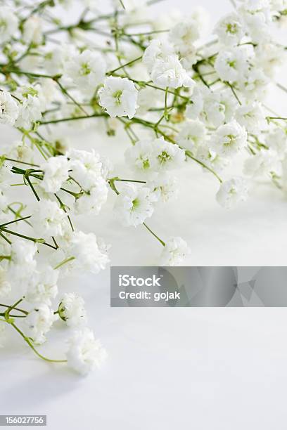 Closeup On Gypsophila Against White Background Stock Photo - Download Image Now - Beauty In Nature, Close-up, Color Image