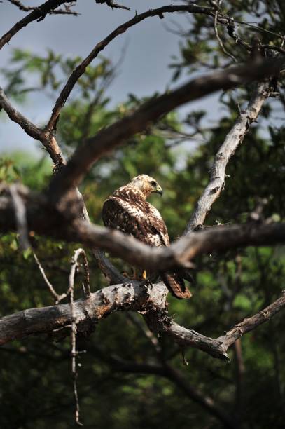 istock photography of a bird on tree 1560293145