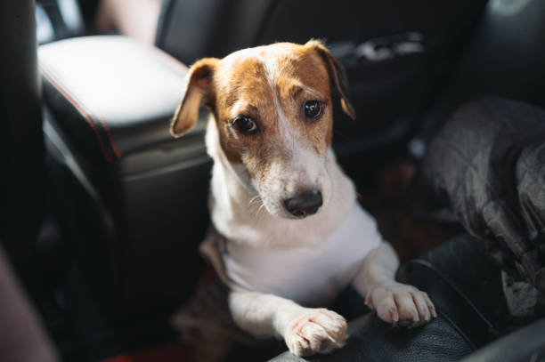 istock Sleepy jack russell dog in car 1560296959