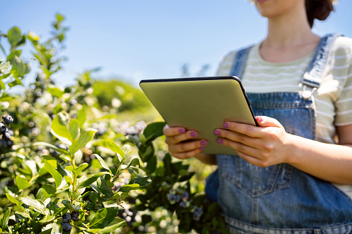 Unrecognizable Caucasian female agronomist, holding digital tablet, while doing quality control of blueberries at the organic farm