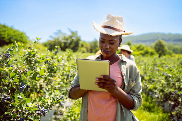 istock Female farmer Black ethnicity holding digital tablet, while doing quality control of blueberries at the organic farm 1560301272