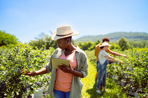 Female agronomist of Black ethnicity holding digital tablet, while doing quality control of blueberries at the organic farm