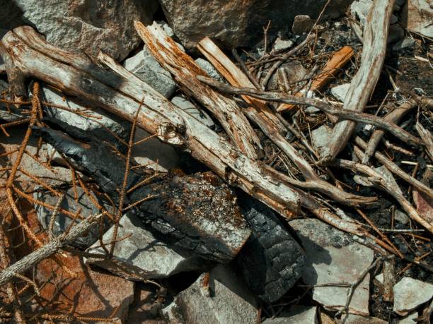 A closeup of dry and charred sticks in a campfire