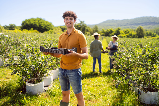 Portrait of an young Caucasian man, holding crate with blueberries he harvesting at the organic blueberry farm