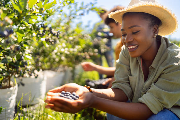 istock Woman Black ethnicity holding blueberries she harvested 1560333580