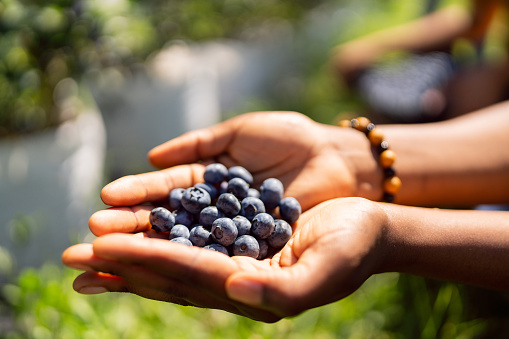 Close-up of woman Black ethnicity holding blueberries she harvested