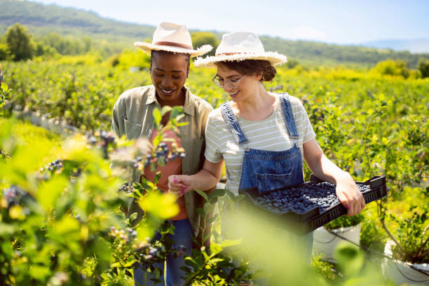 istock Multiracial young female workers having fun while harvesting blueberries at the farm 1560339033