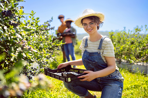 Young Caucasian female worker, harvesting blueberries at the organic farm