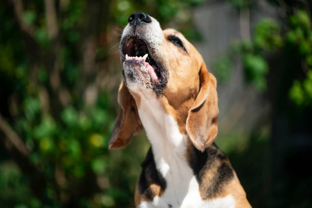 istock funny beagle dog with open mouth sings 1560355848