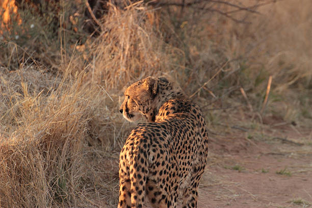 Gepard mit Blick auf den Sonnenuntergang – Foto