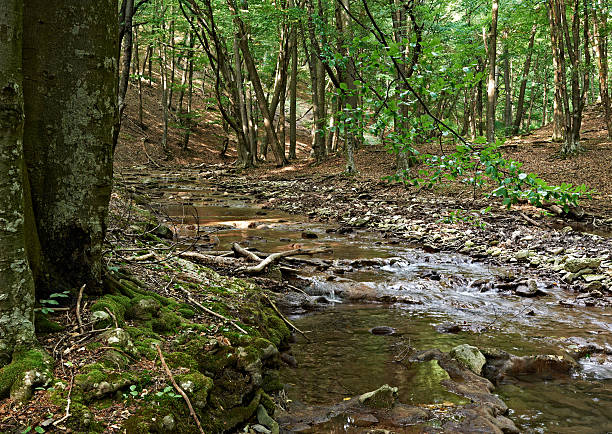 istock European oak forest and stream 156035981