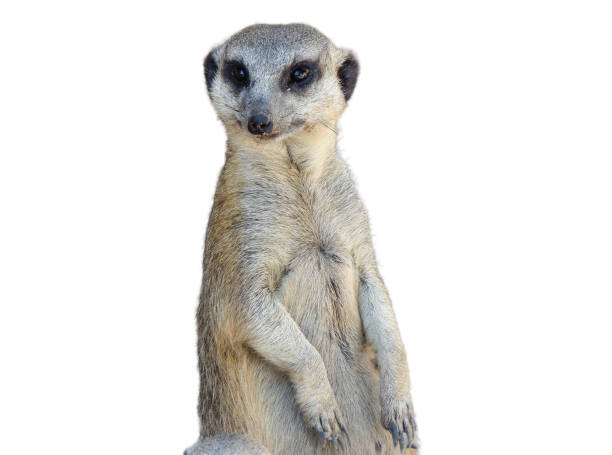 istock Meerkat isolated on white background 1560365125