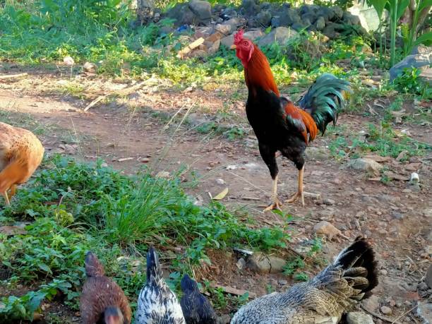 istock Rooster and hen are eating 1560367791