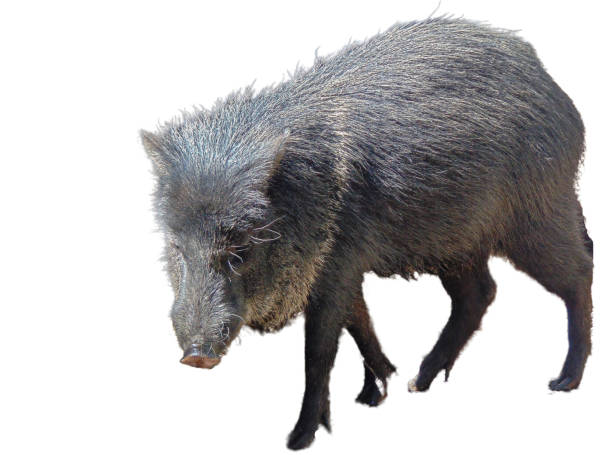istock Peccary pig isolated on white background 1560370923