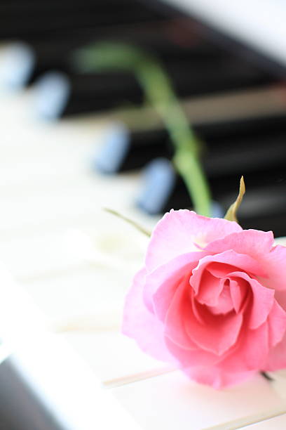 istock Pink rose on piano keyboard 156037556