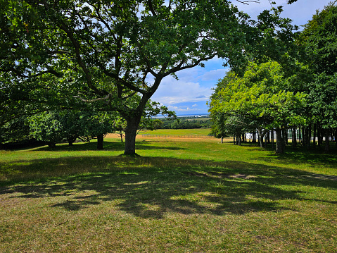 Grass meadow with oak trees and a view of the fjord