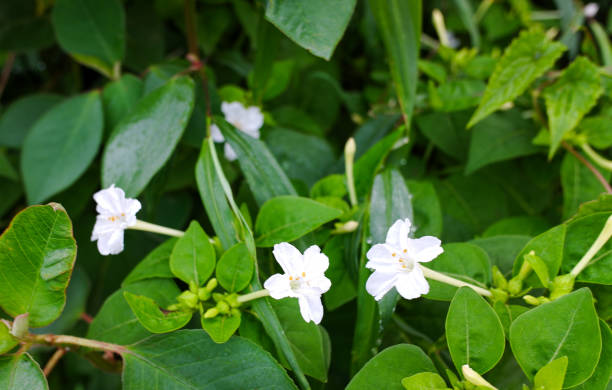 istock The Mirabilis jalapa plant and flowers 1560377921