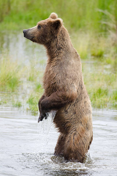 istock Alaskan Brown bear on hind legs 156037800