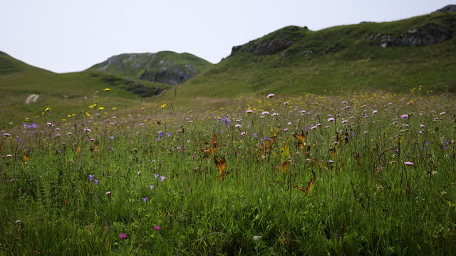 Wildflowers sway in the wind on meadow in nature