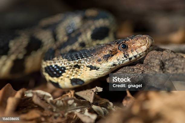 Foto de Fox Cobra e mais fotos de stock de Animal - Animal, Animal selvagem, Cobra