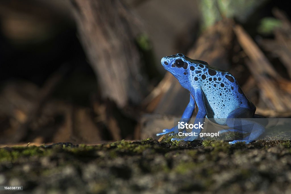 Blue poison frog - Zbiór zdjęć royalty-free (Bez ludzi)