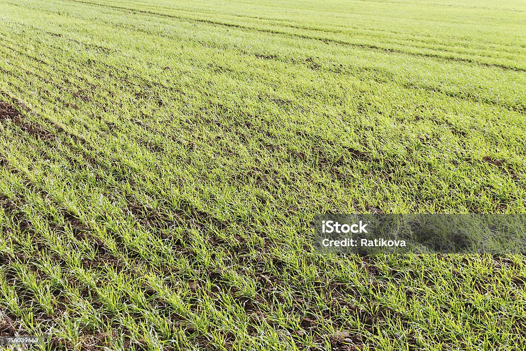 Cultivo de trigo. - Foto de stock de Agricultura libre de derechos