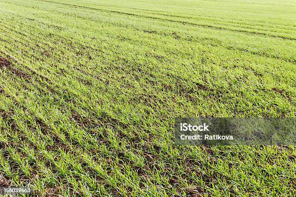 Cultivo De Trigo Foto de stock y más banco de imágenes de Agricultura - Agricultura, Aire libre, Campo - Tierra cultivada