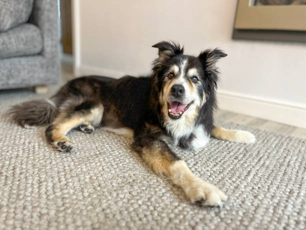 istock Border Collie on rug portrait 1560400572