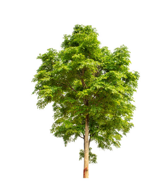 istock Trees that are isolated on a white background are suitable for both printing and web pages 1560406801