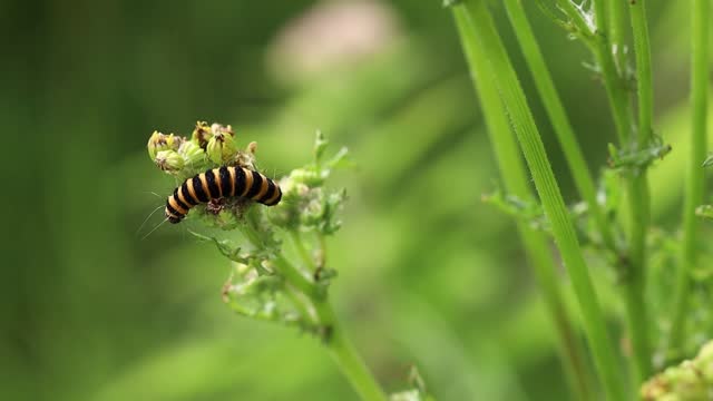 Closeup macro of black and yellow striped toxic zebra caterpillar on a plant during summer, day time. Zebra rups.
