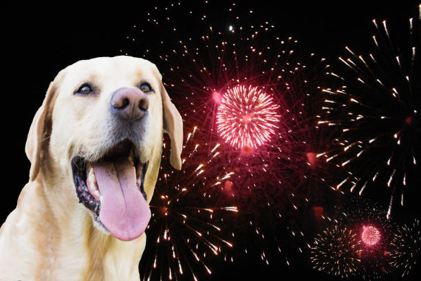 Labrador dog watching the fireworks stock photo