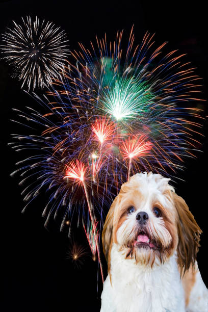 istock Shih tzu dog and Holiday event 1560421185