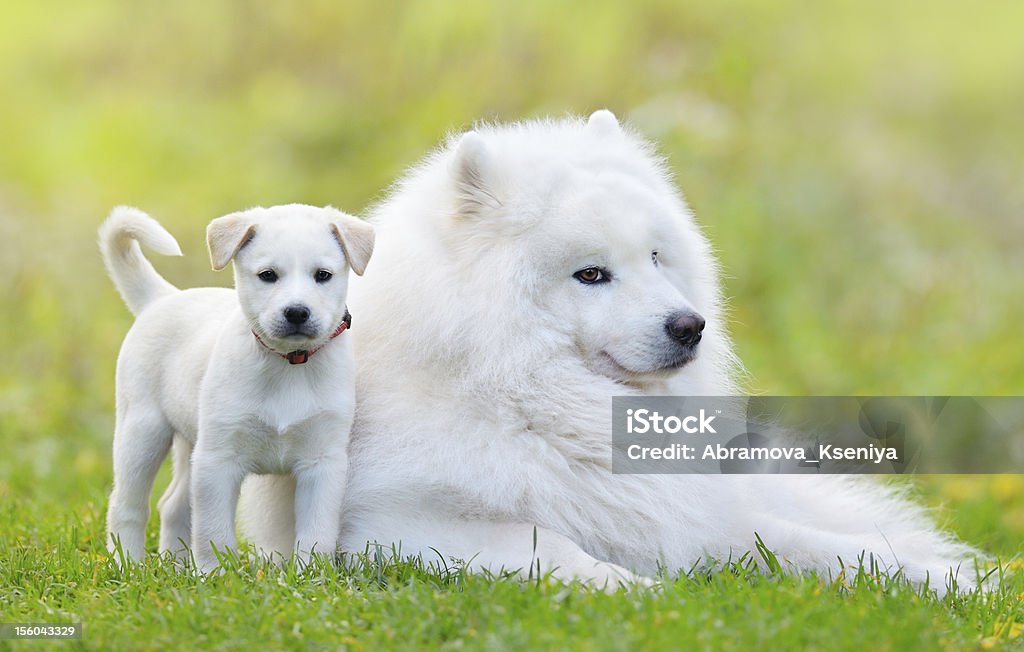 サモエド犬とホワイトの子犬犬 - 子犬のロイヤリティフリーストックフォト