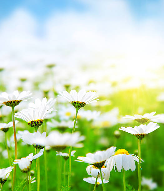 istock Spring field of daisies 156044641