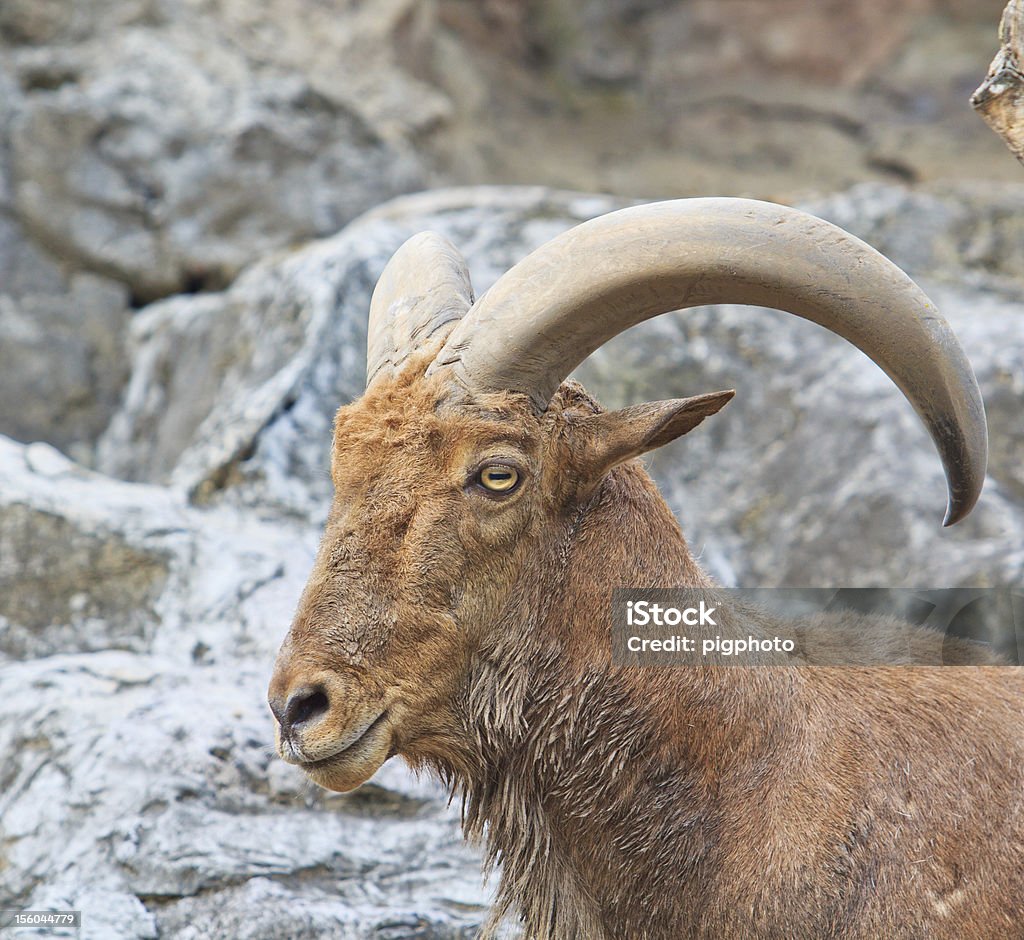 Steenbok - Foto stock royalty-free di Alpi