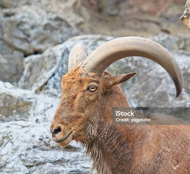 Steenbok - Fotografie stock e altre immagini di Alpi - Alpi, Ambientazione esterna, Animale