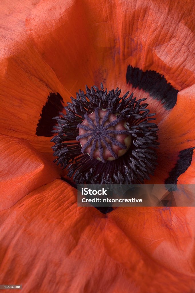 Makro Rote Mohn - Lizenzfrei Blume Stock-Foto