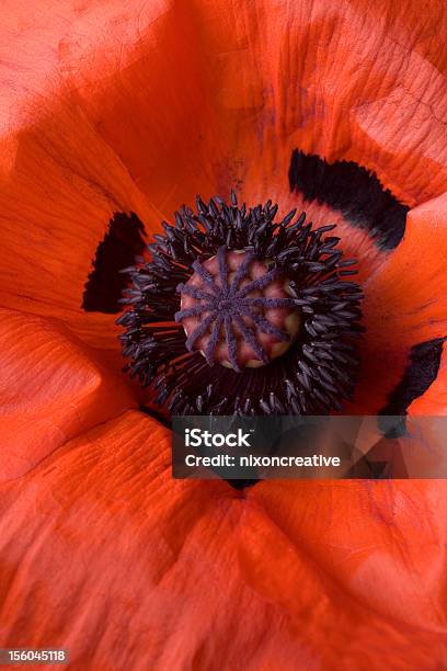 Makro Rote Mohn Stockfoto und mehr Bilder von Blume - Blume, Blüte, Blütenblatt