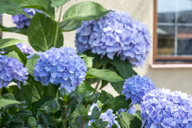 A bush of hydrangeas full over blue und purple flowers in summer in the city in front of a house