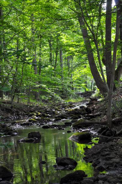istock Scenic creek surrounded by large rocks and lush trees. 1560463933
