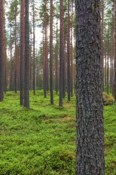 istock Scots pine (Pinus sylvestris) forest. Focus on foreground pine trunk, shallow depth of field. 1560473640