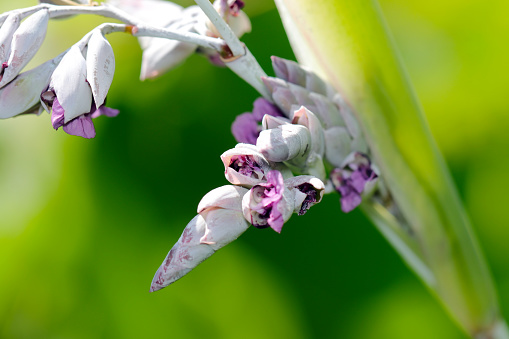 Purple flowerhead of the Powdery thalia (MIzukanna, Thalia dealbata Fraser ex Roscoe, close up macro photography)