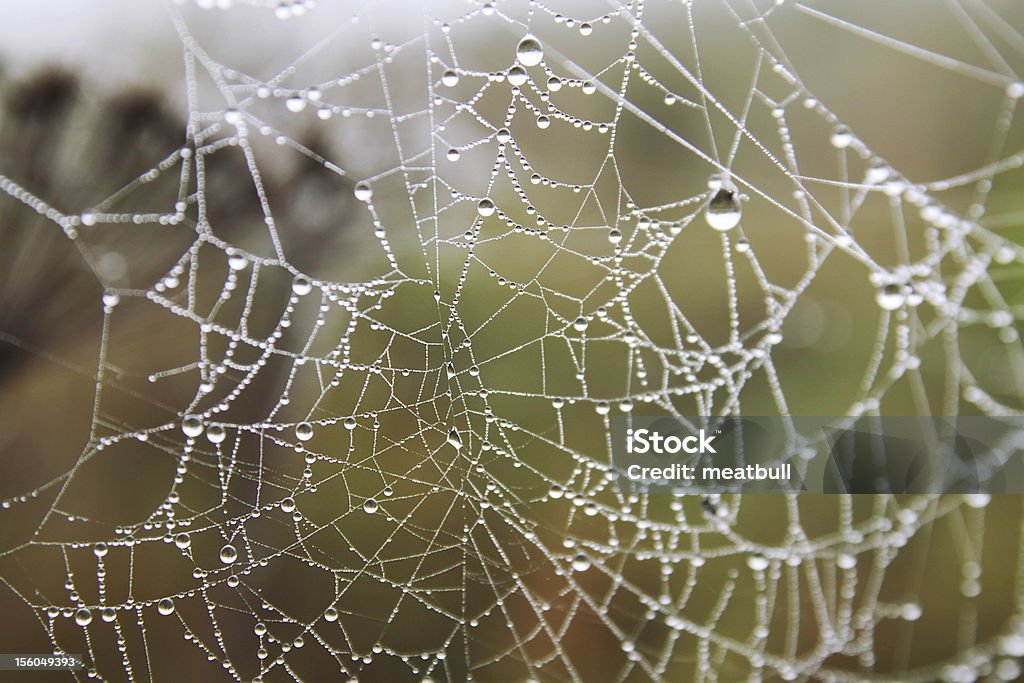 Bagnato web mondo - Foto stock royalty-free di Ambientazione esterna